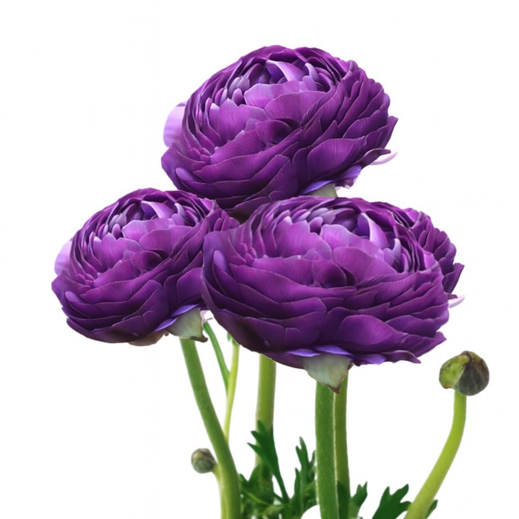 Easy to Grow Ranunculus Tecolote Purple 10 Flower Bulbs - Spring Purple Blooms in Sun, Carlsbad Flower Fields, Great for Cutting