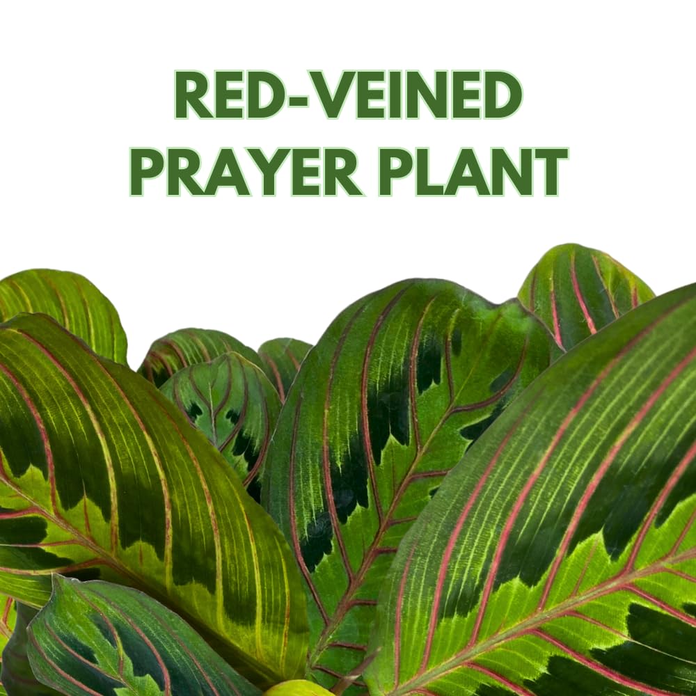 BubbleBlooms Red Veined Prayer Plant Maranta leuconeura in a 4 inch Pot