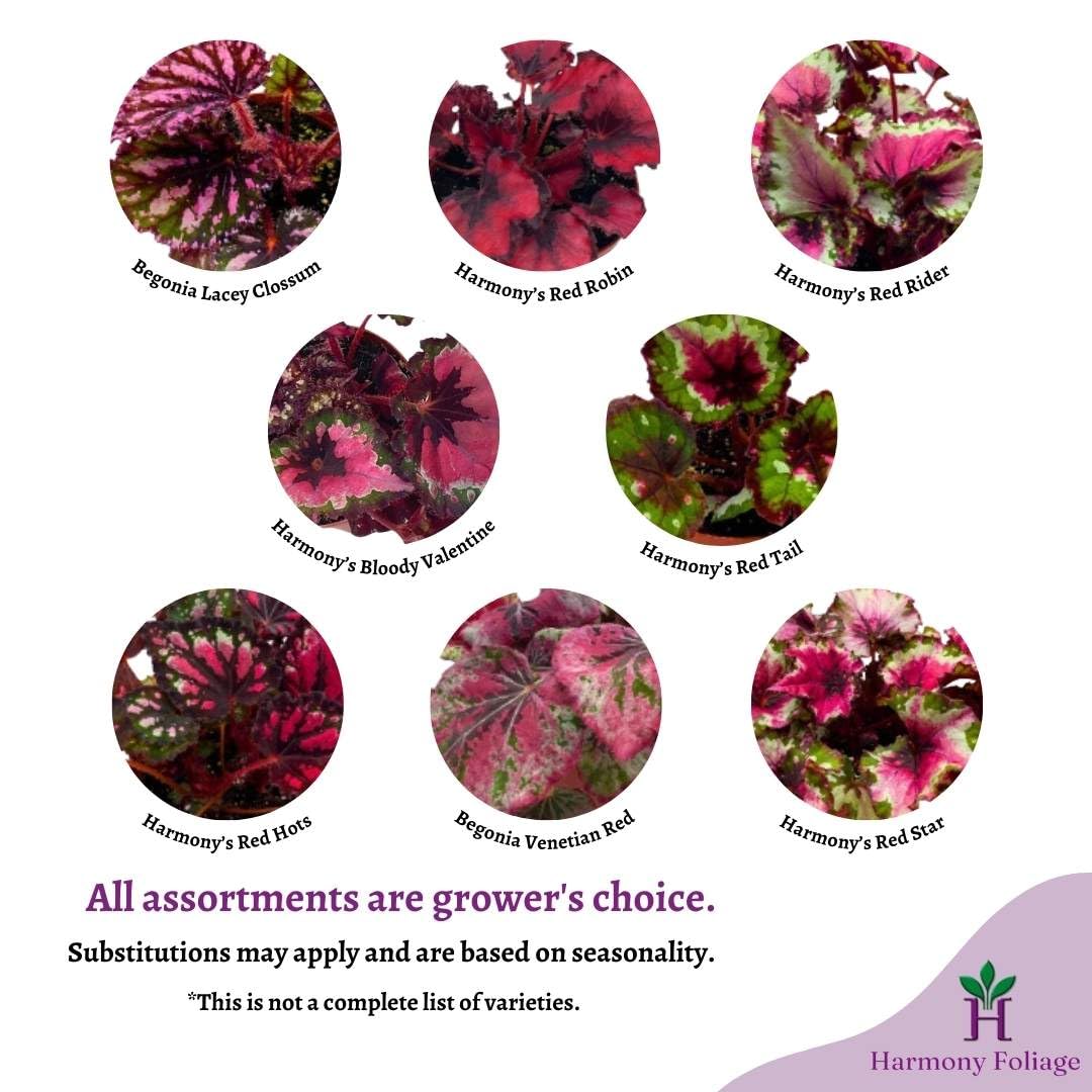 BubbleBlooms Harmony's Red Begonia Rex Series, Red and Green Holographic, 4 inch Grower's Choice Indoor House Plant