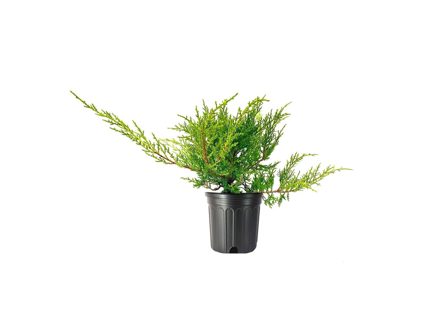 Juniper Kallay - 1 Live Gallon Size Plant - Juniperus Chinensis - Drought Tolerant Cold Hardy Evergreen Groundcover