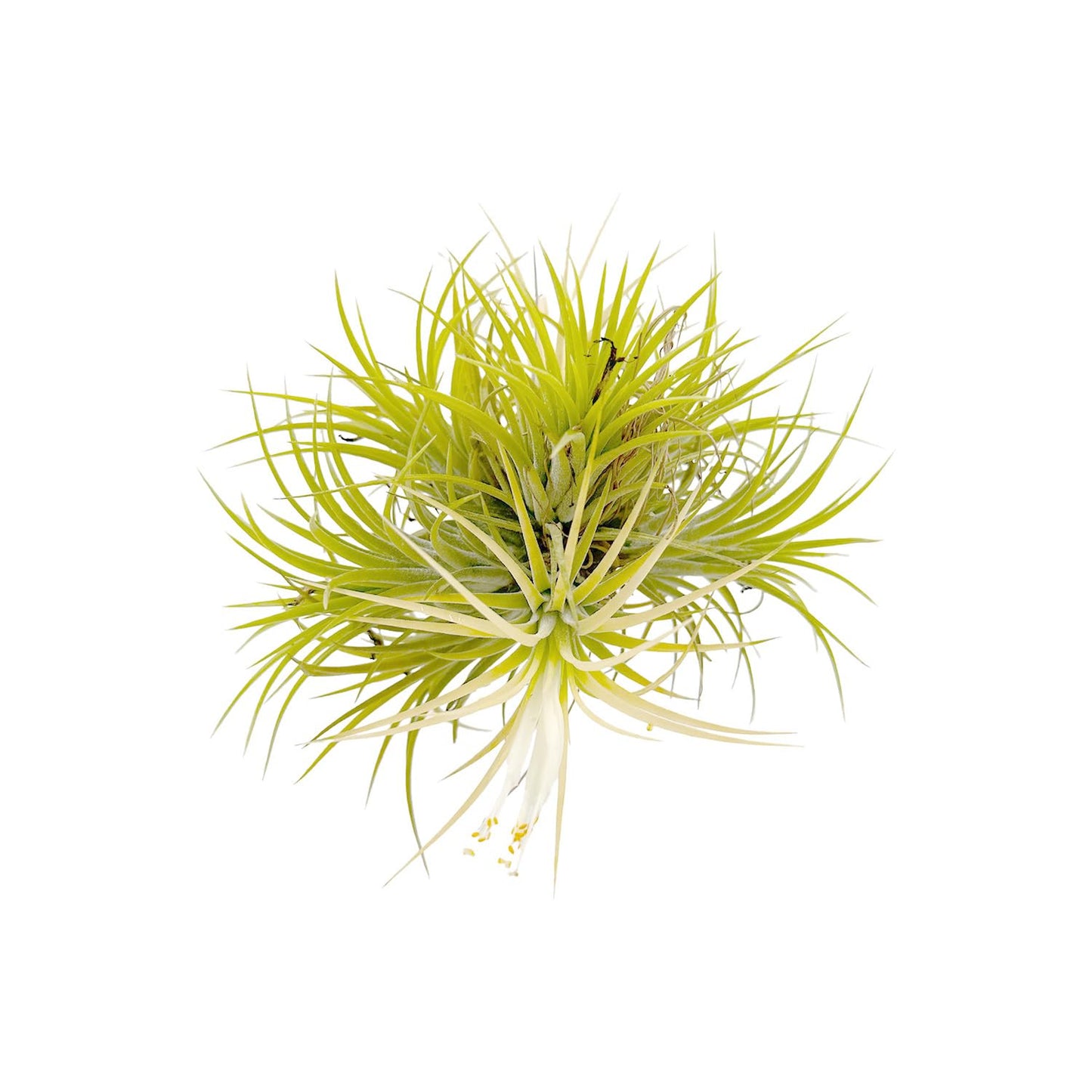ragnaroc Air Plants - Tillandsia Ionantha Druid Ball, Jumbo 6-9" - 1ct - Live Arrival Guaranteed - House Plants for Home Decor & Gift