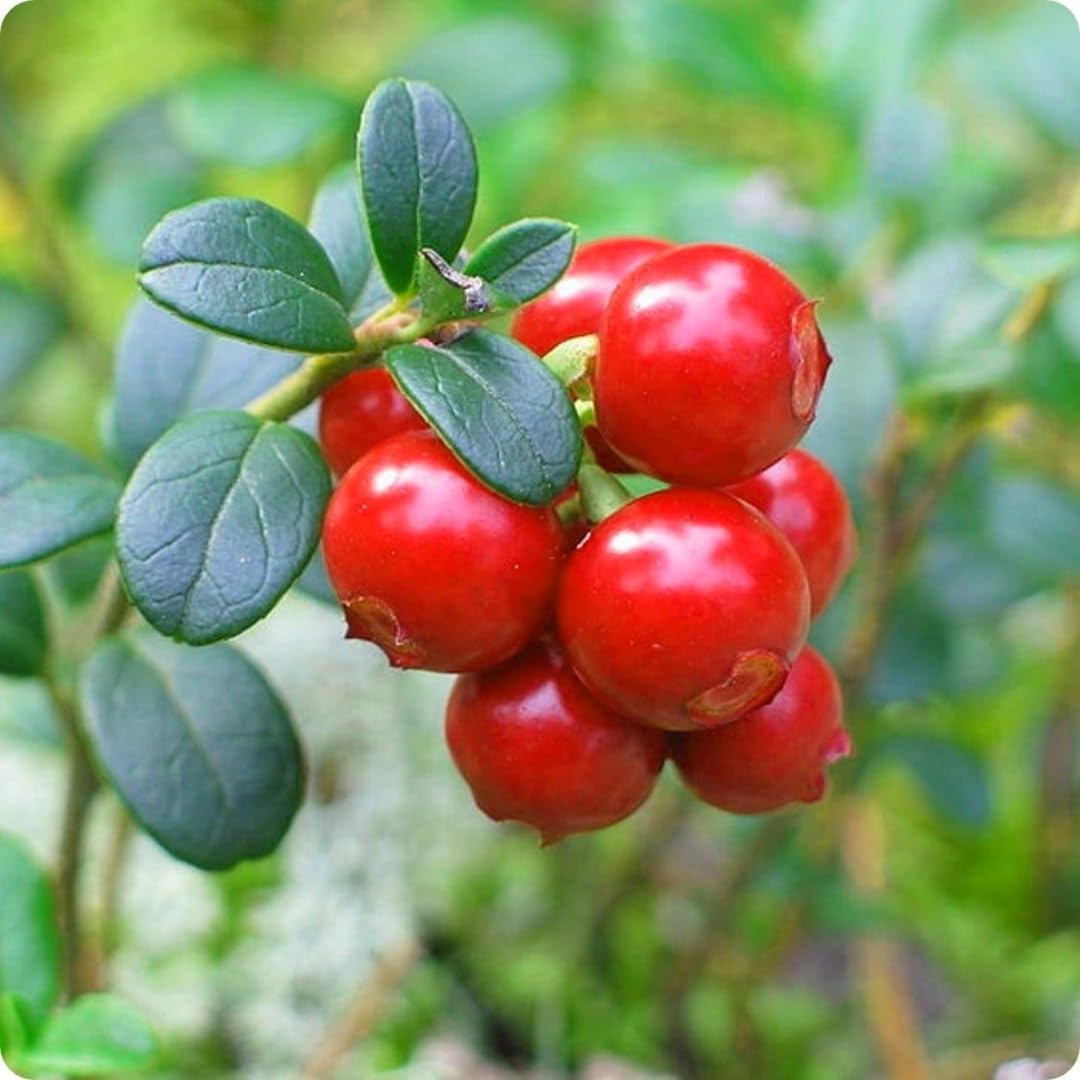 Cranberry Trees Plant Live in 3 Inch Pot, Low Bush Groundcover, Red Cranberries Tree Viburnum Plant, Edible Cranberry Tree Live for Growing