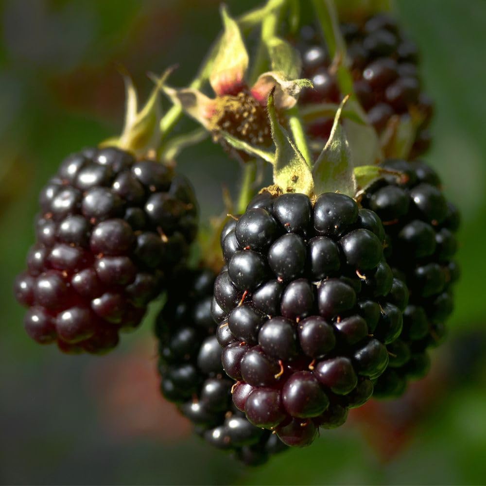 Combo 2 Boysenberry Plant 4 to 7 Inch Tall, Sweet Berry Bush Plants, Hardy Berry Fruit Plants Live for Planting Outdoor Garden, No Pot