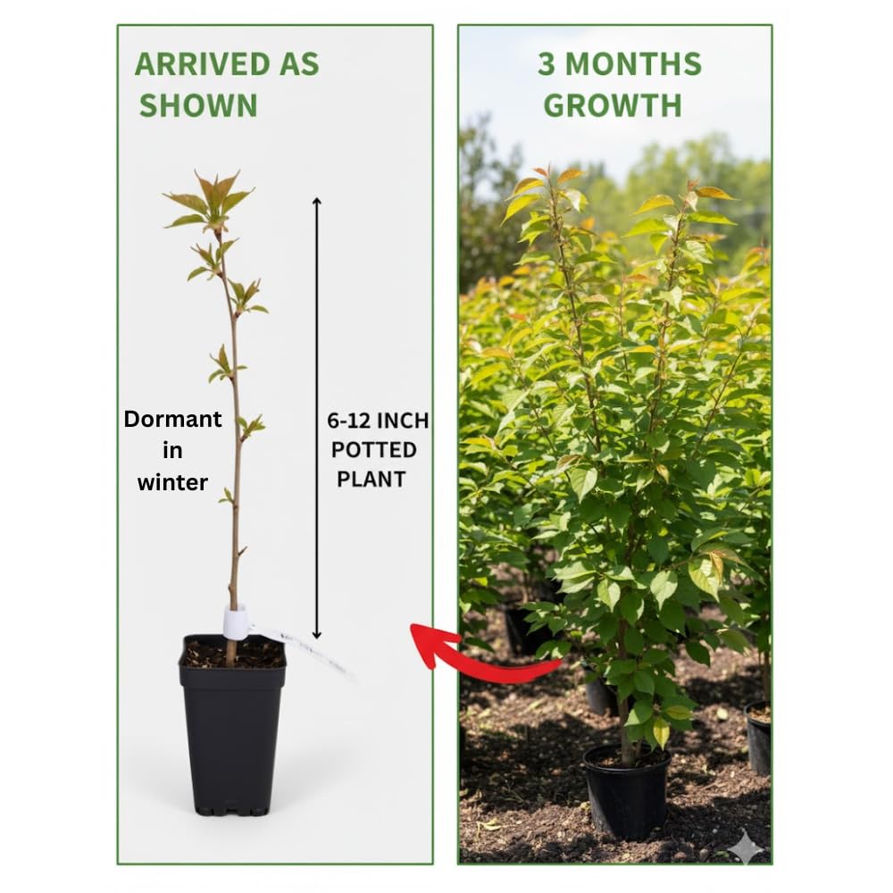 Cherry Blossom Tree, Live Ornamental Tree 6-12" Tall in Pot, Beautiful Spring Blooms for Outdoor Planting (Autumn Cherry Blossom)