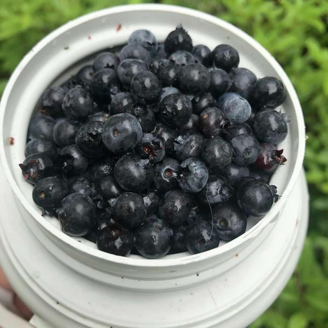 Sets 2 Black Huckleberry Bushes Tree Live Plant in 3" Pot, from 4-6 Inches Tall, Sweet Huckleberries Well Rooted, Dormant, Blueberry Like Shrubs