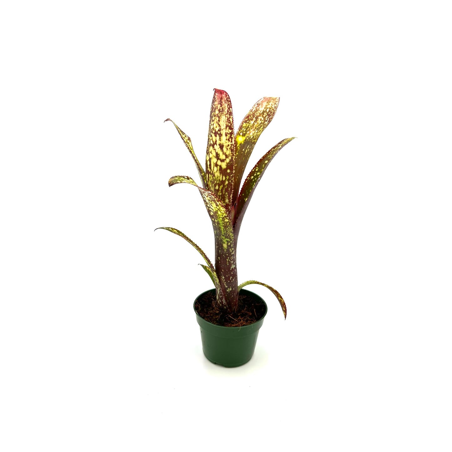 ragnaroc Live Plants – Bromeliad Billbergia Casa Blanca, 8-12" in 4" Pot - 1ct - Live Arrival Guaranteed - House Plants for Home Decor & Gift