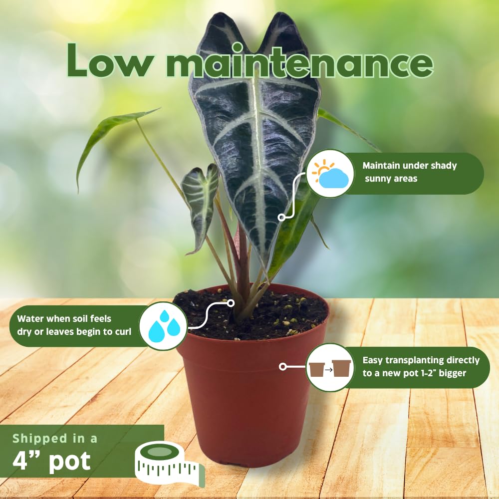 BubbleBlooms Alocasia Bambino in a 4 inch Pot