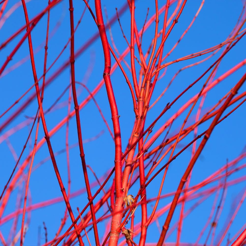 Brighter Blooms - Red Twig Dogwood Shrub, 1 Quart - No Shipping to AK, AZ, FL, HI
