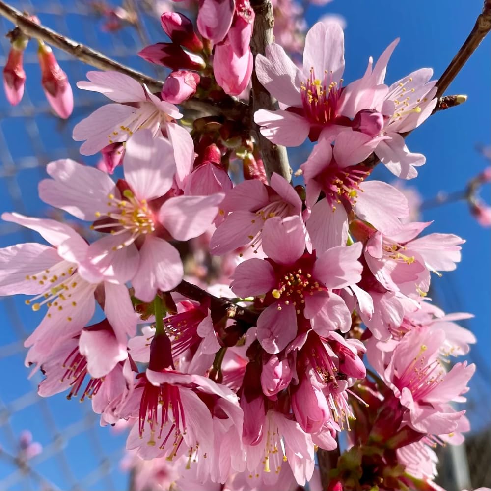 Cherry Blossom Tree Live Plant, 8-12" Tall, Ornamental Cherry Blossom Flowers for Outdoor Planting, No Ship to CA, in Pot (Dark Pink Cherry)
