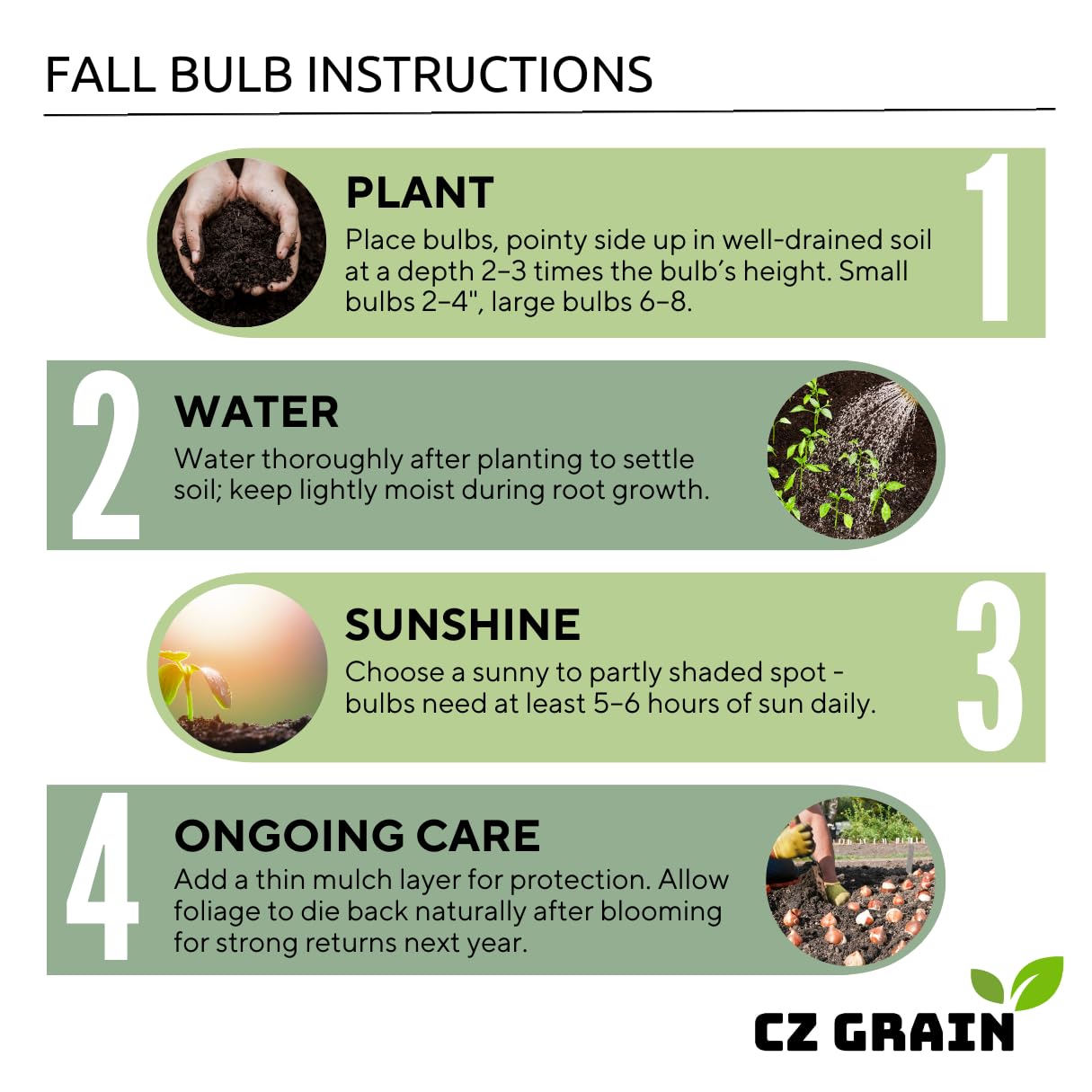 Daffodil Mix Bulbs for Planting - Easy to Grow Perennial Flowers for Garden or Containers (25 Bulbs)