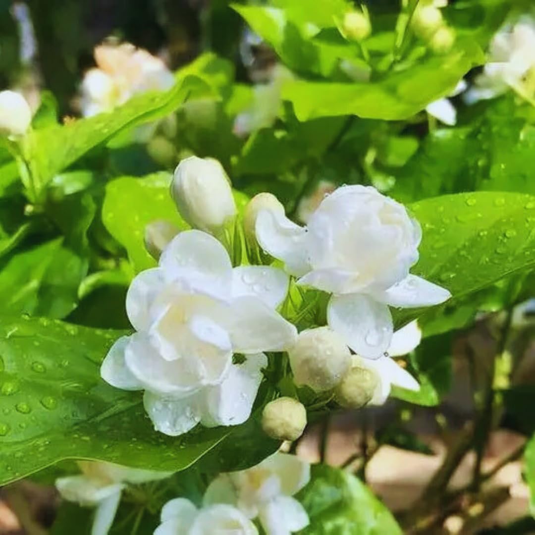 3 Jasmine Plants Indoor Live, Live Blooming Jasmine Plant, 4 to 6 Inc Tall, Maid of Orleans Jasmine Plants Live, Jasmine Plant for Garden, Jasmine Live Plant