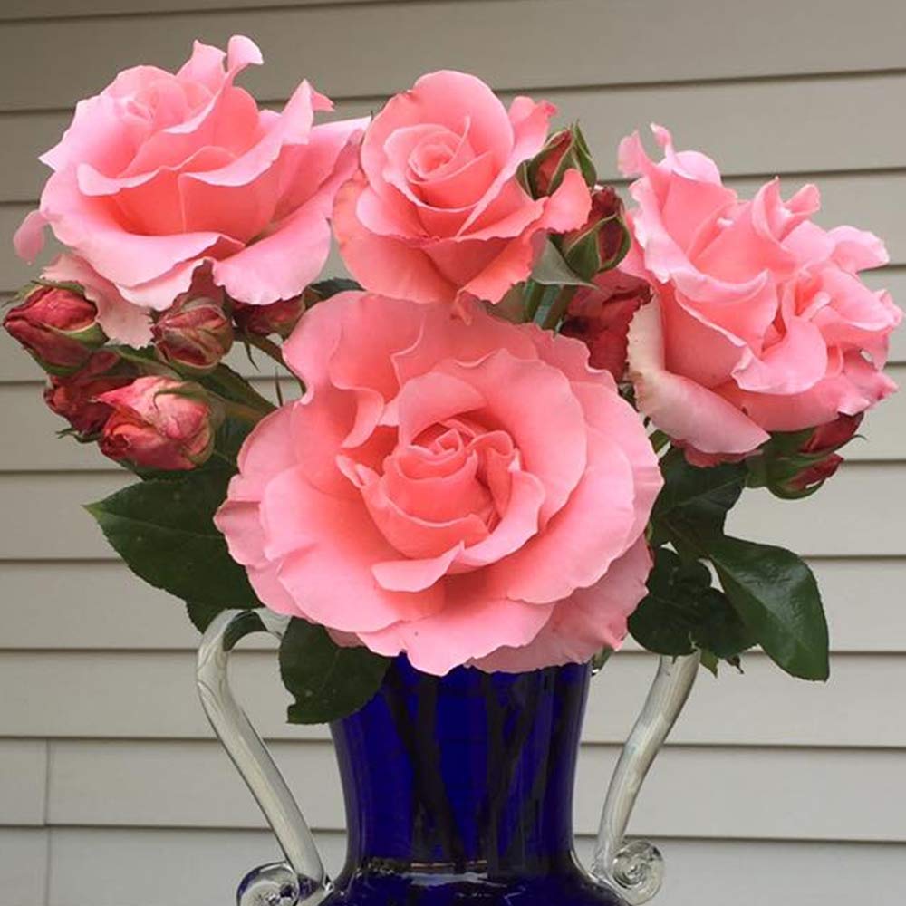 Heirloom Roses Rose Plant - Paris de Yves St. Laurent ™ Pink Rose Bush, Hybrid Tea Live Plant for Planting Outdoors