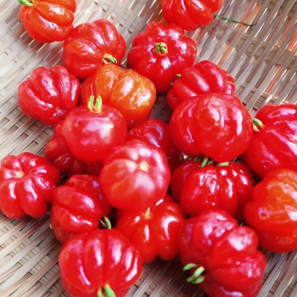 Surinam Cherry Tree Live Plant, 4-7" in Tall, Edible, Sweet, High Yielding Cherry Fruit Tree Fast-Growing for Outdoor Spring Planting