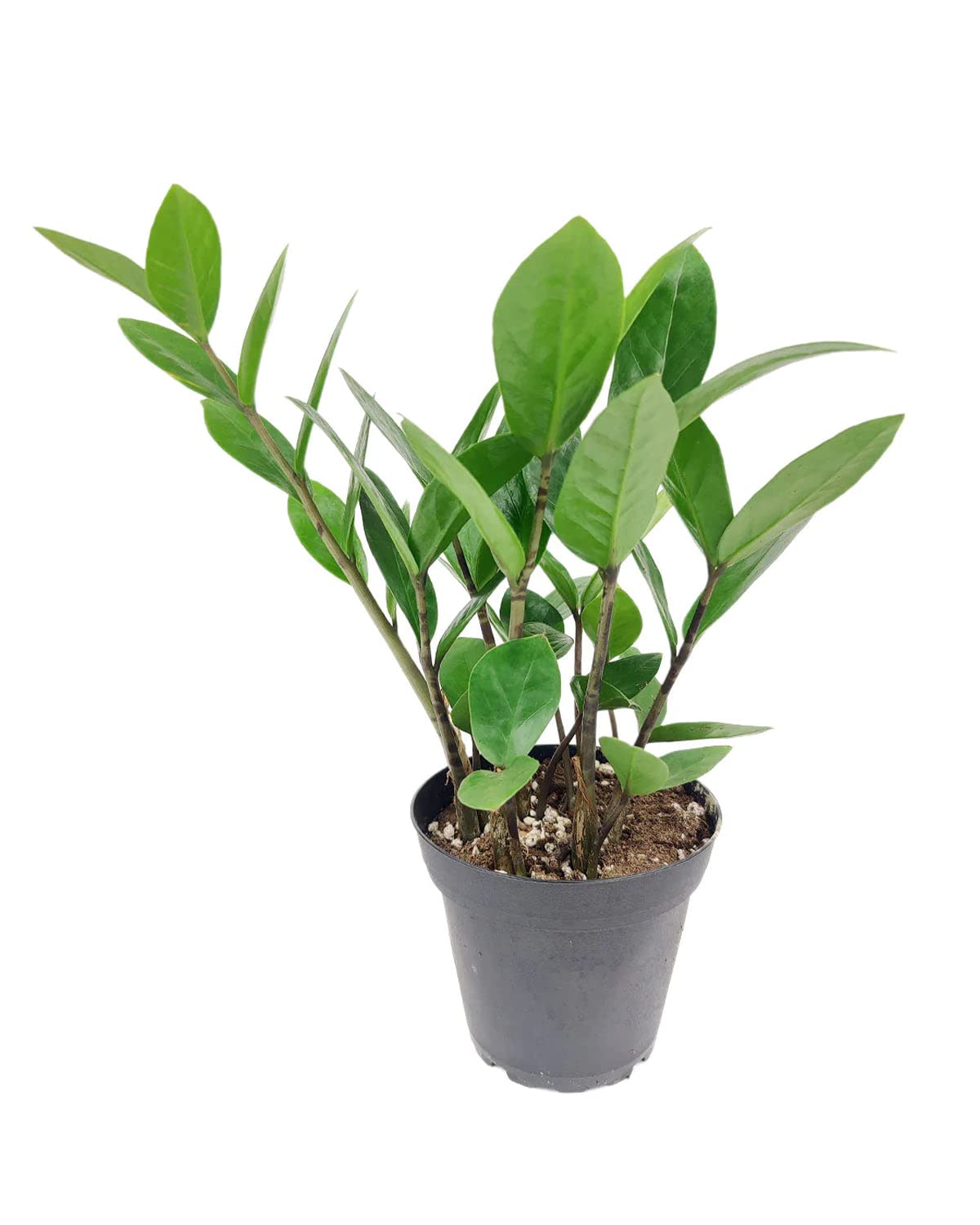 ZZ Plant (6" Grower Pot) - Low Light and Healthy Houseplant - Easy to Care, Easy to Grow Plants for Beginners - Live Healthy Houseplant for Home Office Decoration - Air-Purifying Indoor Plant