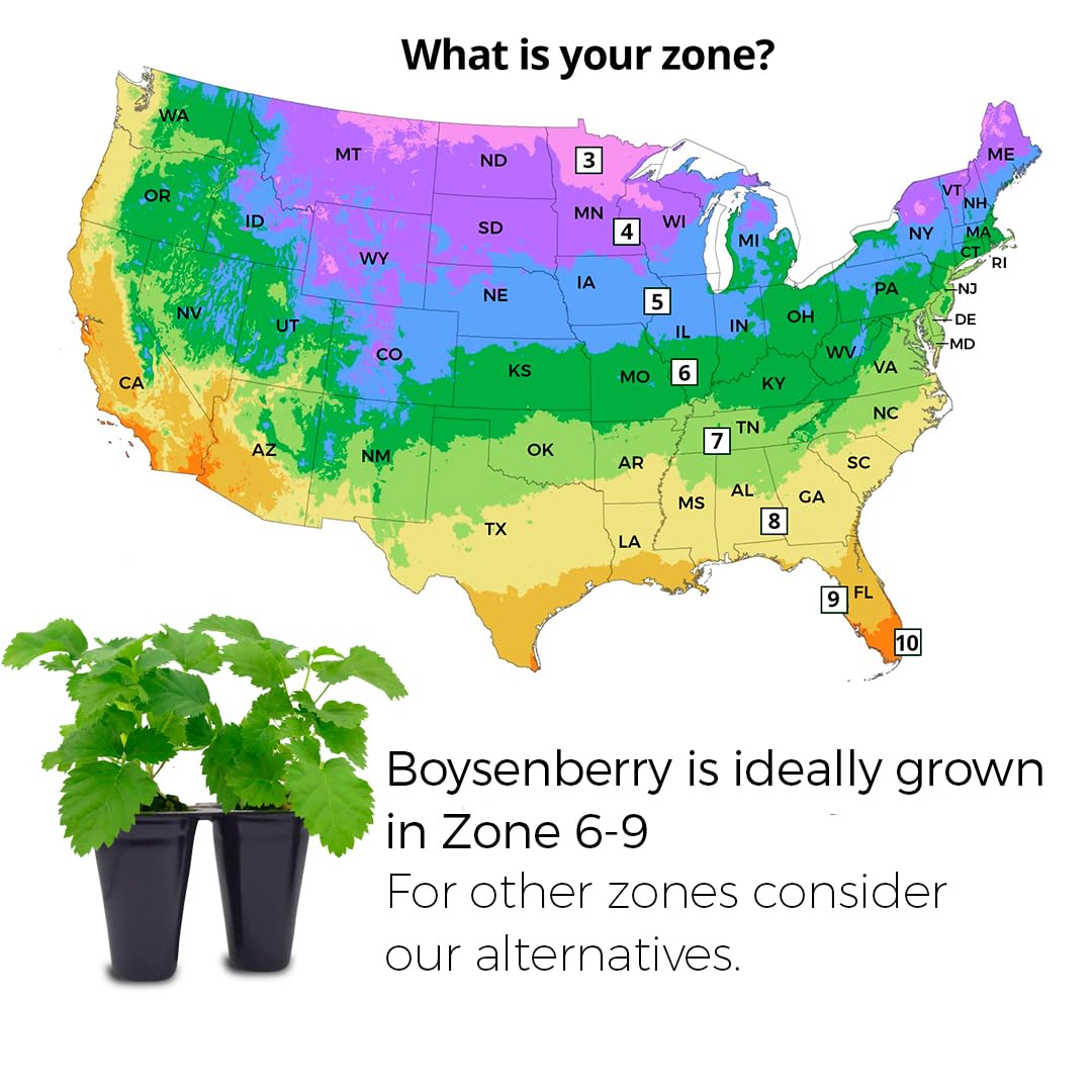 Thorny Boysenberry Plants (4 Pack) – Live Starter Plants for Planting, Vigorous Trailing Canes Producing Large, Juicy, Sweet-Tart Berries, Ideal for Jams, Pies, and Fresh Eating