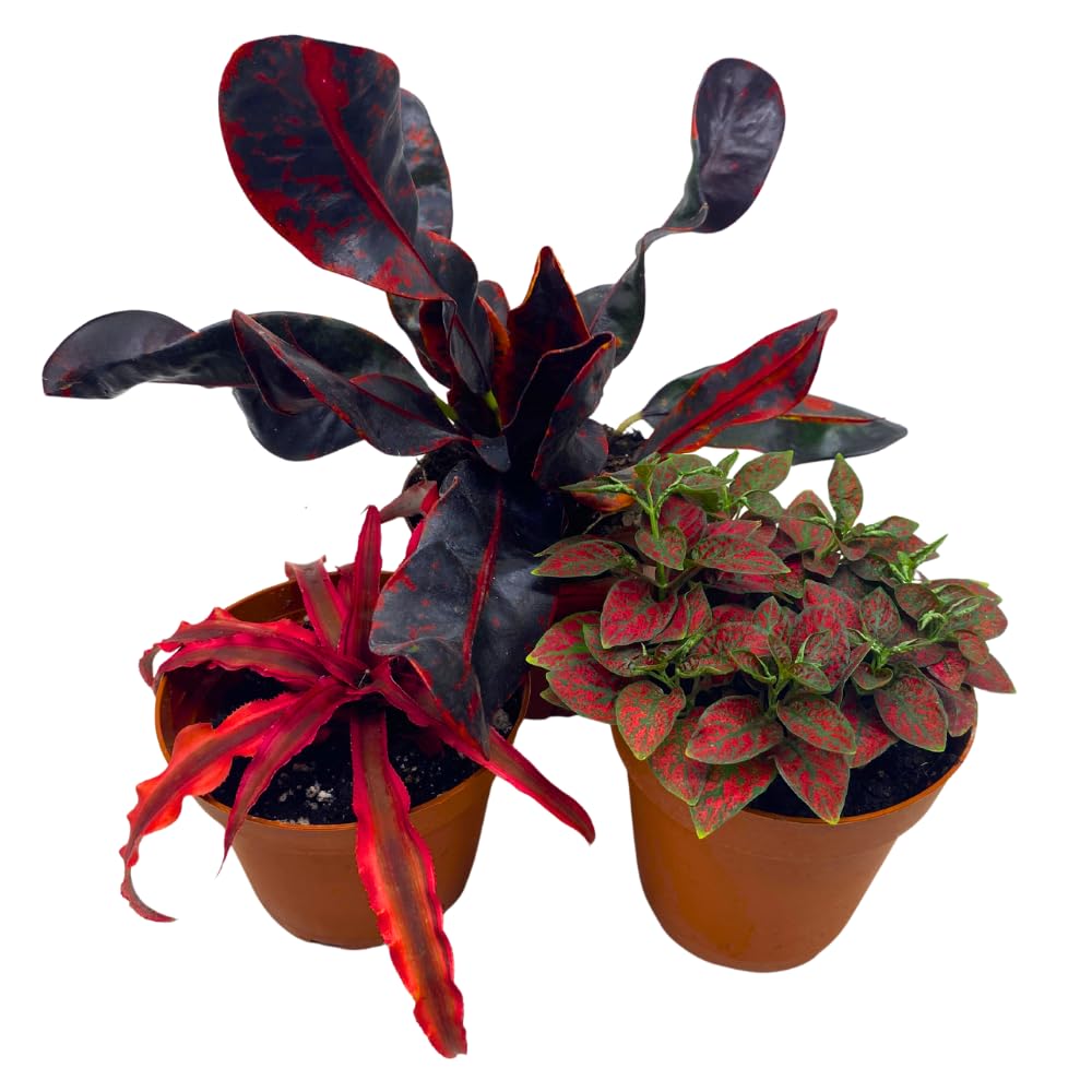 BubbleBlooms Red House Plants Foliage Assortment Set of 3 in 4 inch pots