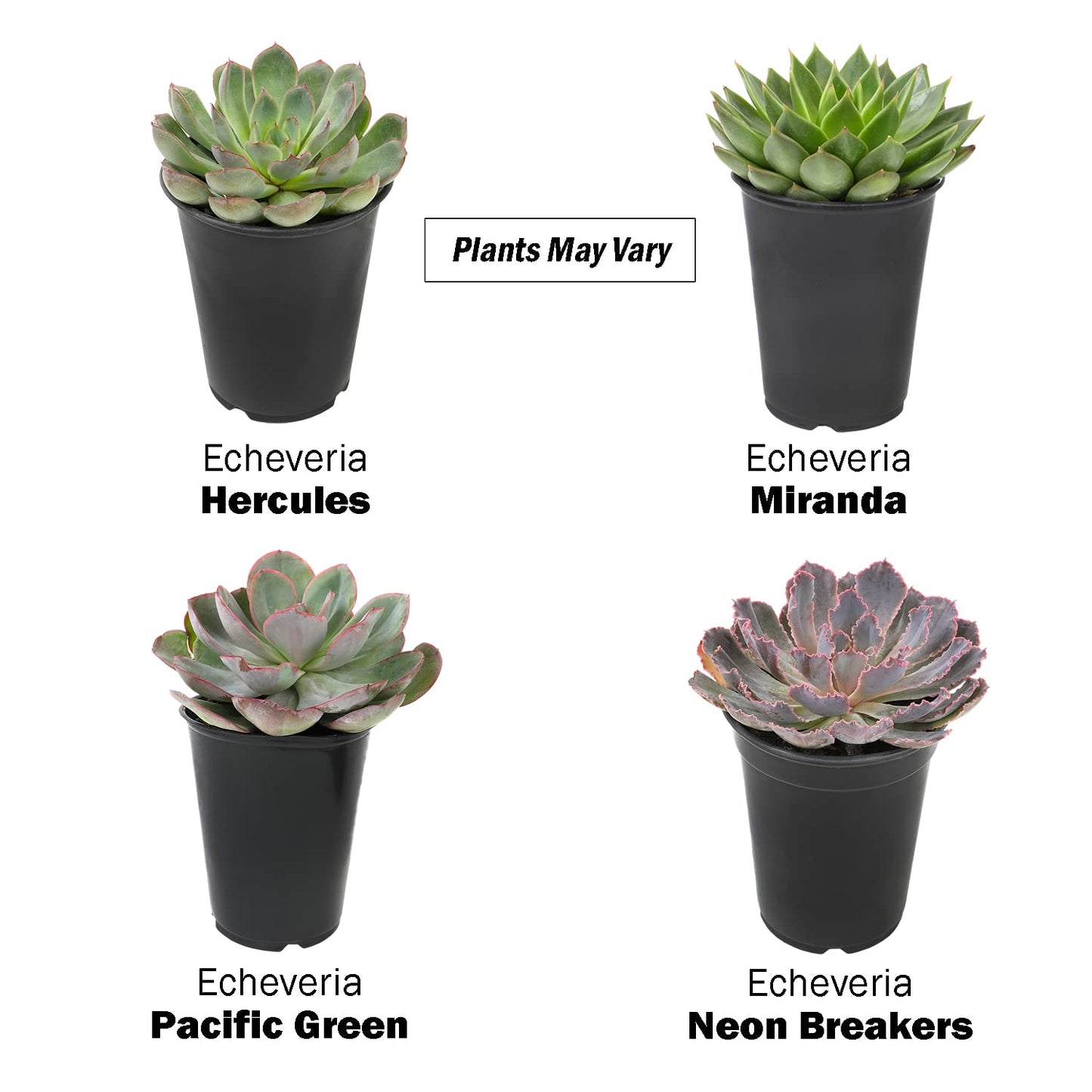 1QT Echeveria Succulents Live Plants 4PK, Live Succulent Party Favors in Succulent Pots, Live Succulents Plants Live House Plants Indoors Live Plants Indoor Plants Live Houseplants, by Plants for Pets