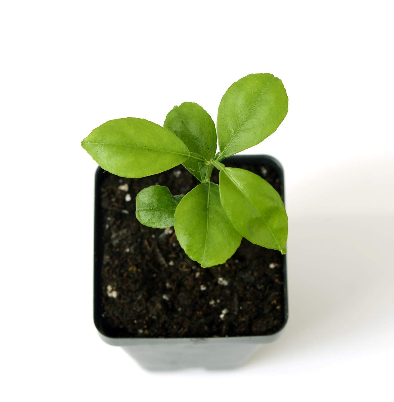 Yuzu Citrus Tree Starter Plant. Citrus Junos. 3" - 5"