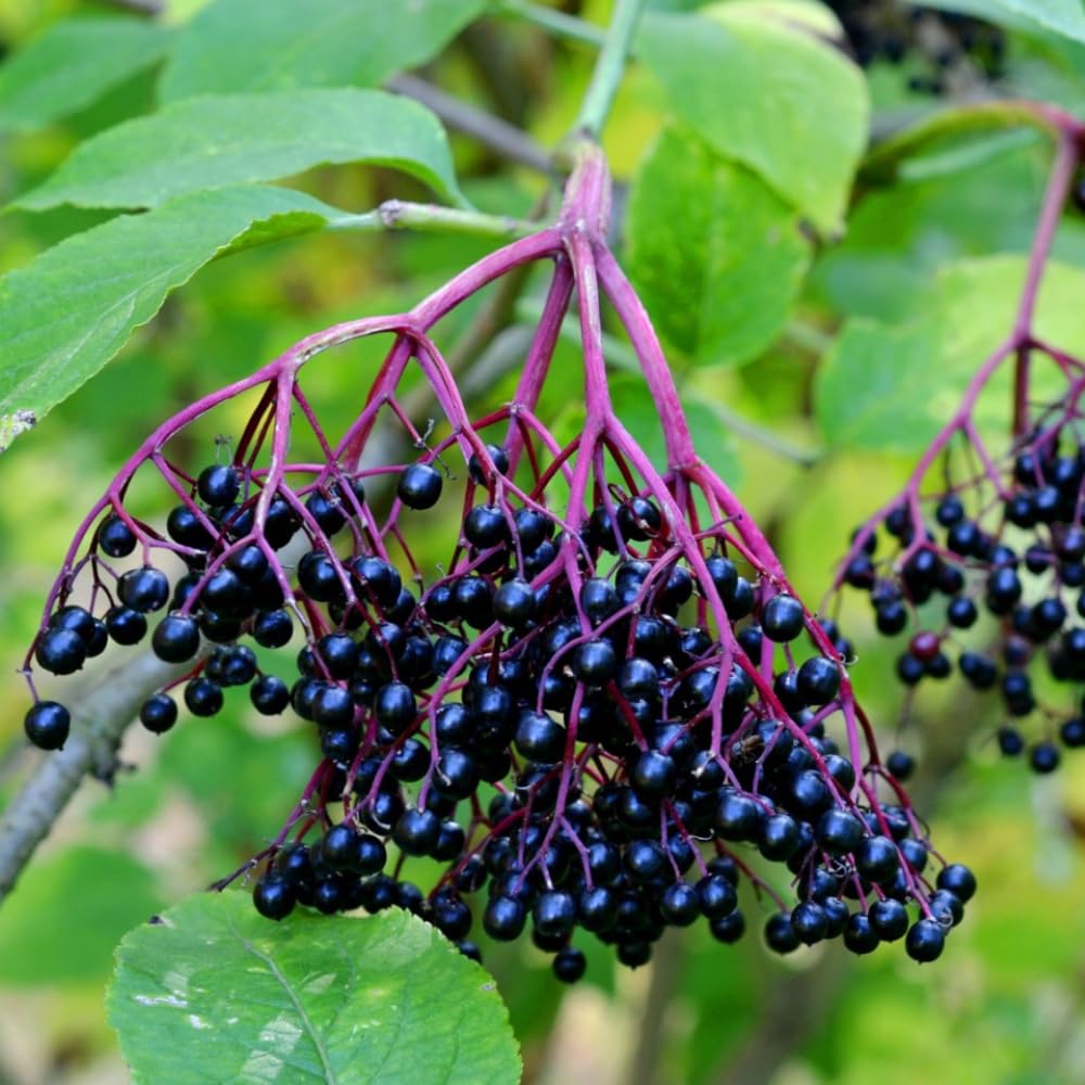 1 American Elderberry Plant Live, 7-11 Inch Height, Black Elderberry Bush Shrub to Grow Home Garden