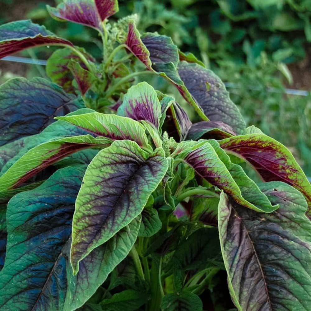 500+ Pcs Amaranth Seeds for Planting, Non-GMO, High Germination, Red and Green Leaf Variety, Vegetable Seeds for Microgreens, Sprouts, Home Garden, Indoor or Outdoor Containers