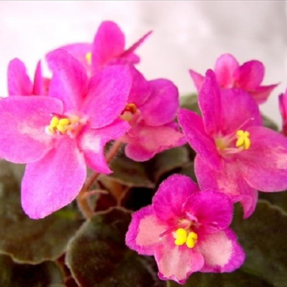 African Violet Plant, Pink African Violets Live Plants, 4 to 6 Inc Tall