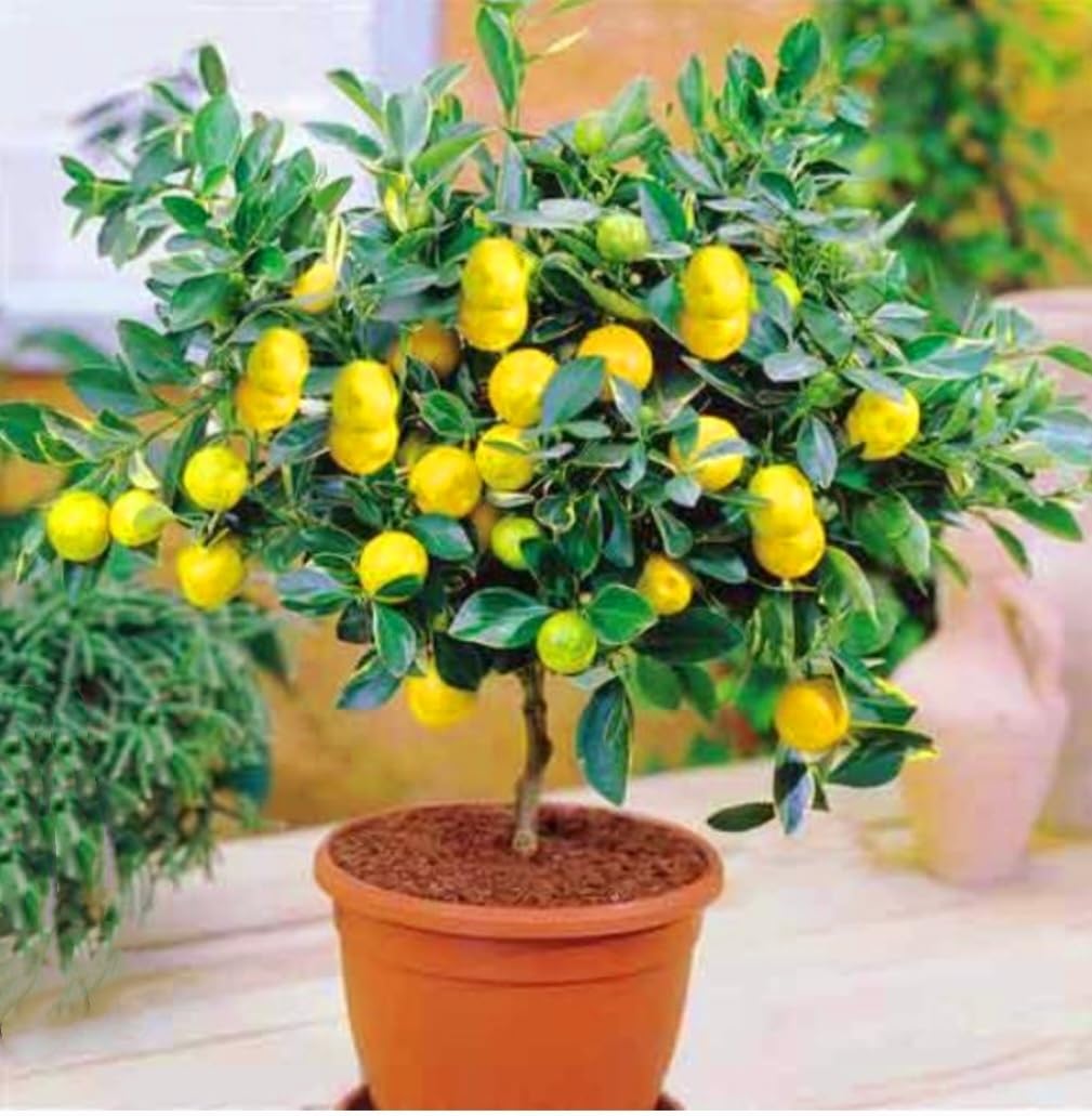 70 Seeds Lemon Trees Dwarf Lemon Bonsai. Perfume Lemon All-in-One Citrus Tree for Patio