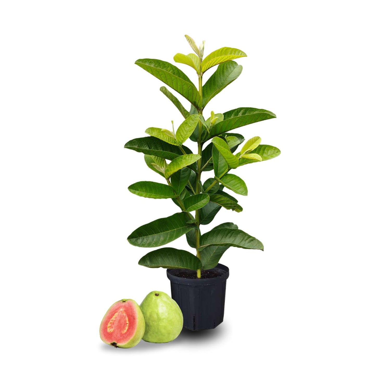 Guava Tree Live Plant, Pink Guava Plant for Planting Indoor Outdoor, 5 to 7 Inc