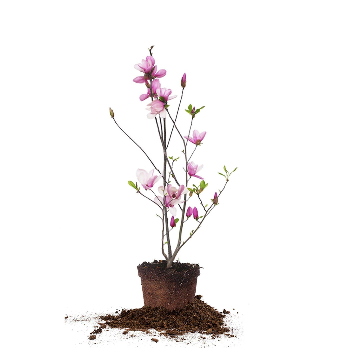 Perfect Plants Jane Magnolia Live Plant, 1 Gallon, Includes Care Guide