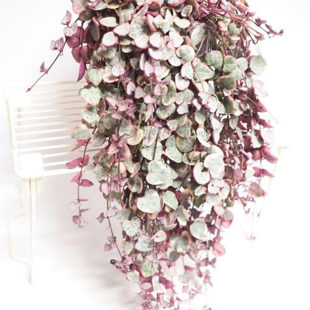 Variegated String of Hearts Live Plants, Easy Indoor Trailing Succulent in 2.5" Pot, Hanging Succulent Houseplant Indoor Outdoor Planting