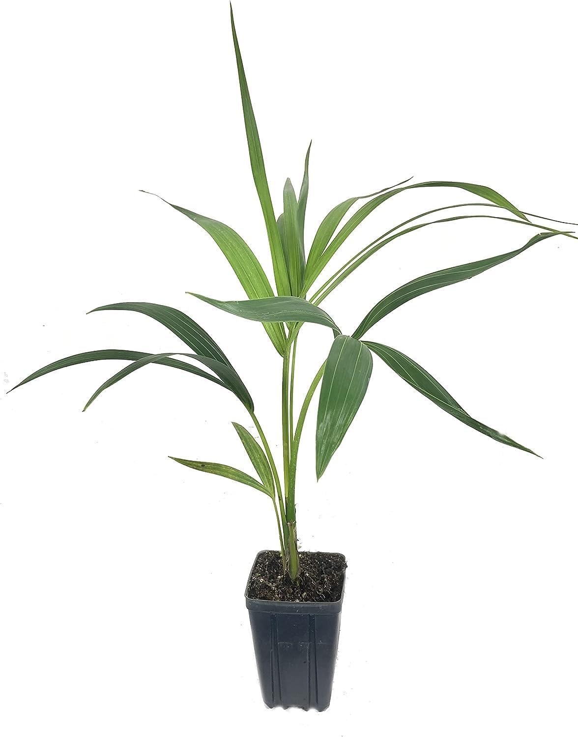 Kentia Palm - Live Plant in a 4 Inch Growers Pot - Howea Forsteriana - Extremely Rare and Elegant Palm from Florida