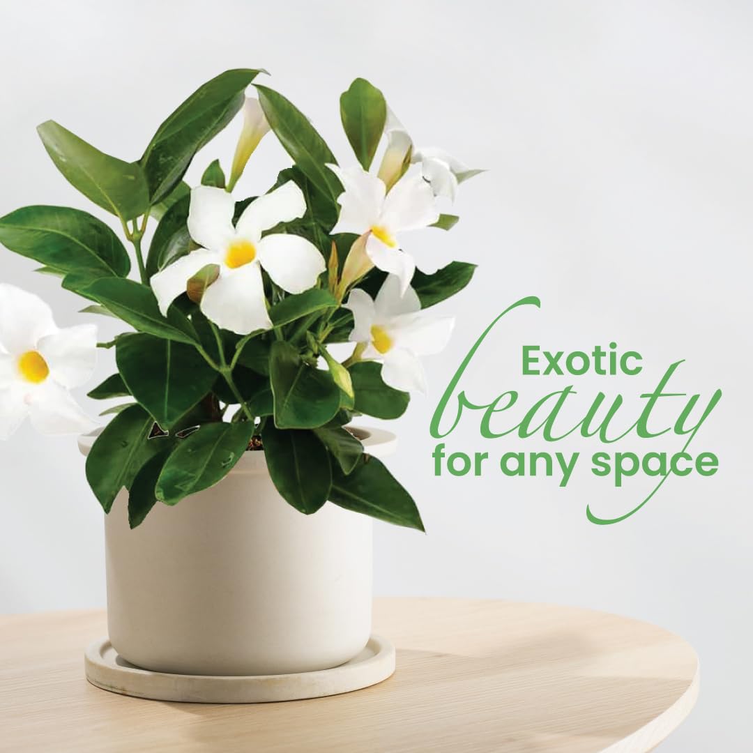 American Plant Exchange Dipladenia Bush 'White', 6-Inch Pot, Continuous Blooms, Easy-to-Care Live Plant for Indoor & Outdoor Use, Flowering Shrub Perfect for Landscapes, Container Gardens & Patios