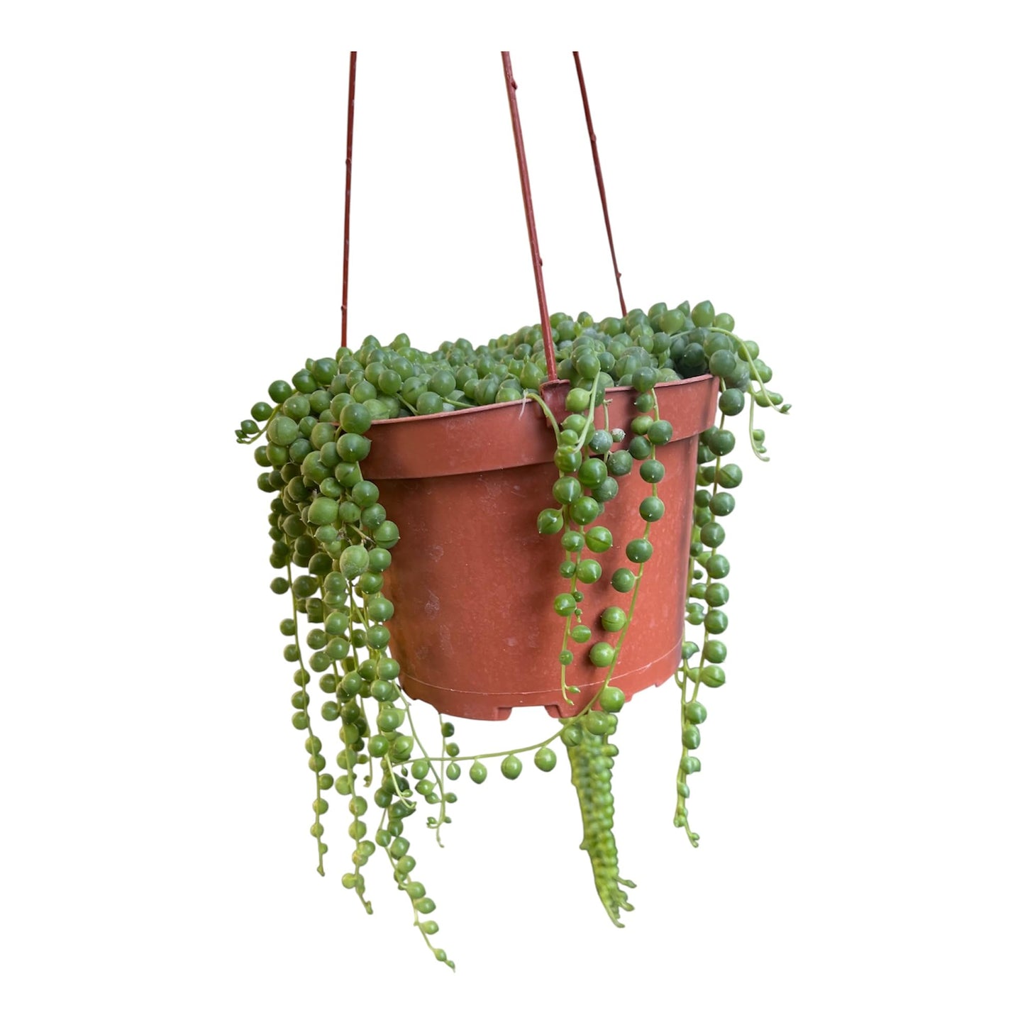 String of Pearl in A 6in Hanging Pot Live Living Plant Fully Rooted and Healthy Succulent Curio rowleyanus