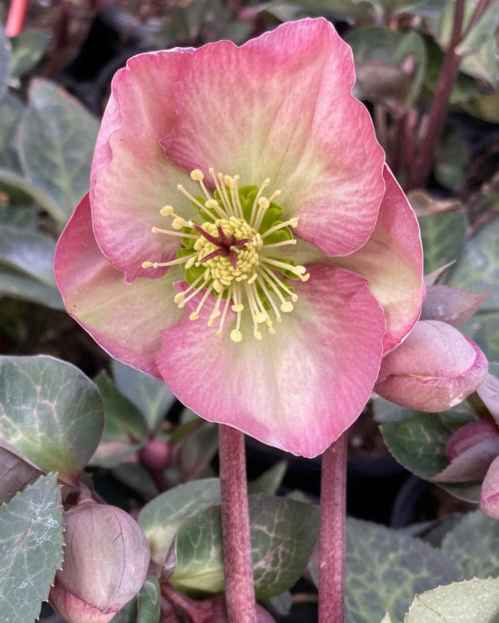 Perennial Farm Marketplace Helleborus Frostkiss® Penny’s Pink (Lenten Rose) Live Perennial, Size-#1 Container, Mauve Pink Late Winter to Spring Flowers with Marbled Evergreen Foliage