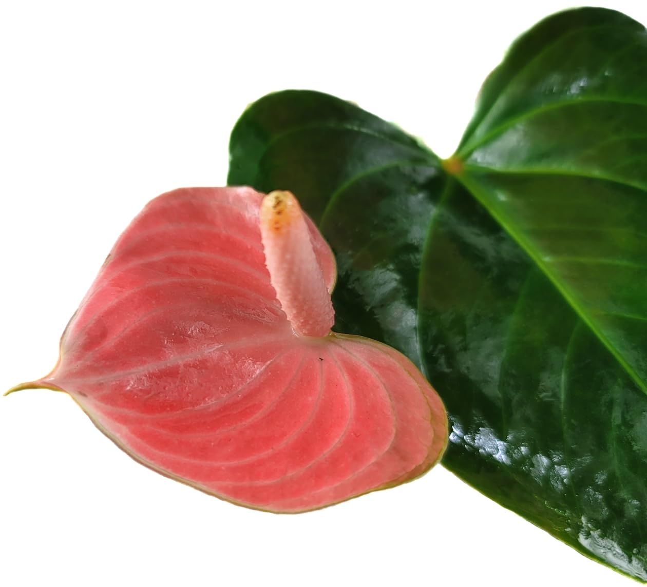 Anthurium Rainbow Champion Plant in 4" Pot - Colorful Blooms - Long-Lasting Blooms and Lush Foliage - Easy-Care Indoor Plant - CA Seller - Air Purifying Plant (Small, 4" Pot)