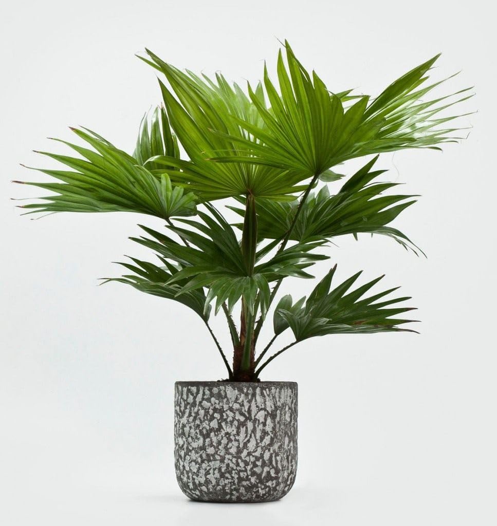 KIRA SEEDS - Seeds Chinese Fan Palm Livistona - Growing Indoor - Perennial Tree for Planting