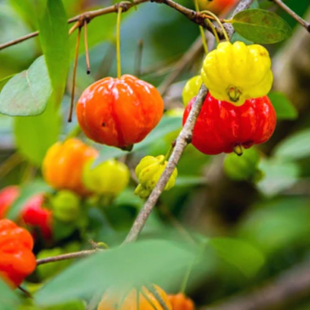 Surinam Cherry Live Plant 4–7" Tall, Surinam Cherry Plant, Tropical Edible Fruit Plant, Fast Growing, Suitable for Indoor Outdoor