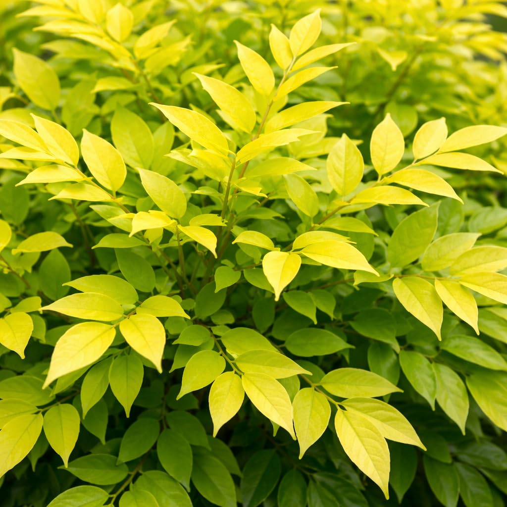 Lemon Lime Nandina 3-Gallon