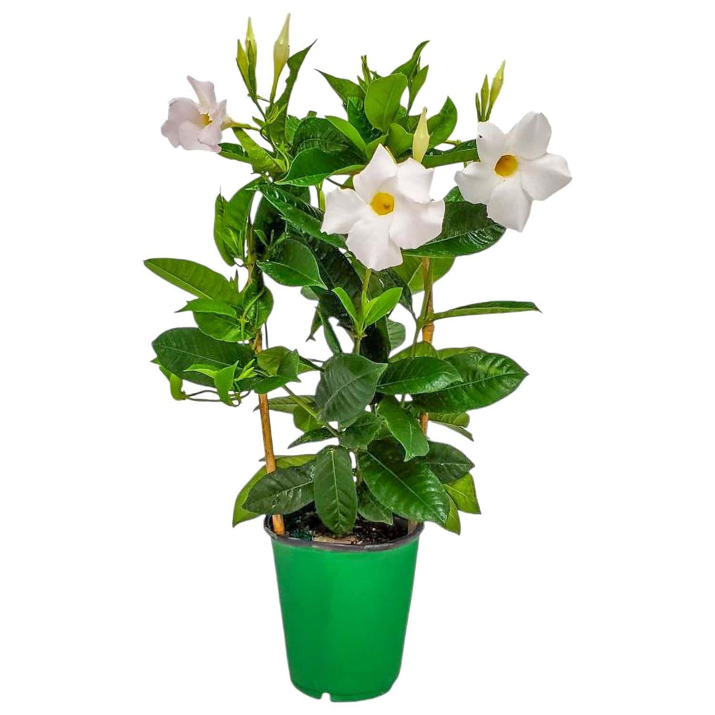 White Mandevilla Plant - Live Flowering Plant with Trellis - 18 inch Hoop, 18 inch to 20 inch Overall Height - 1 Gallon Planter - Tropical Plants of Florida (Plant + Heat Pack)