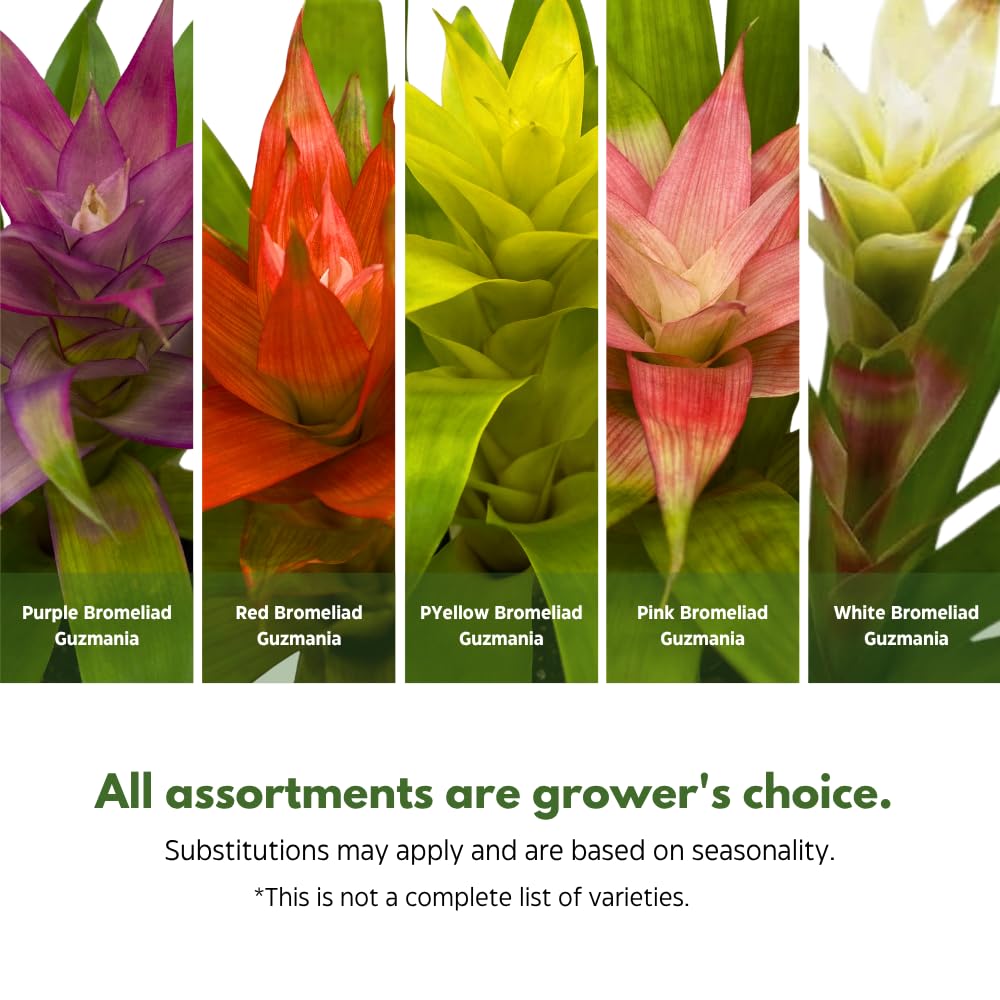 BubbleBlooms Colorful Bromeliad Assortment, 4 inch Set of 3, Guzmania Variety