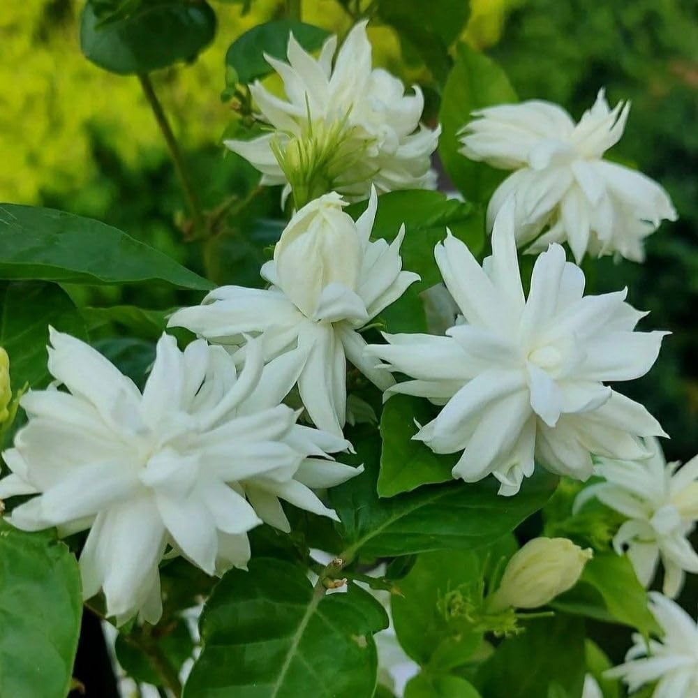 Live Jasmine Plant 2-3ft Tall in One Gallon Pot, Jasmine Sambac Plant Live, White Jasmines Flowers Shurb for Grow Indoor or Outdoor (Arabian Jasmine)