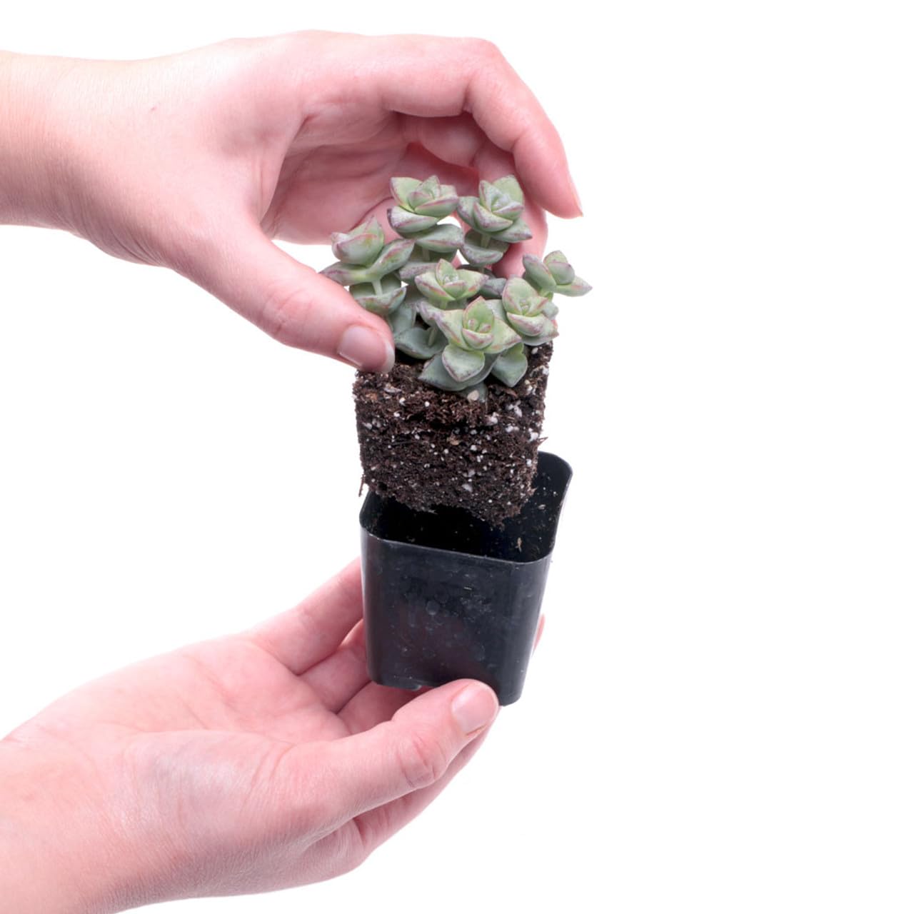 Mountain Crest Gardens Ultimate Succulent Variety Pack - 6 Unique Live Plants, Rooted in 2 inch Pots - Indoor/Outdoor Real Succulents for Garden Decor, Favors, DIY Arrangements