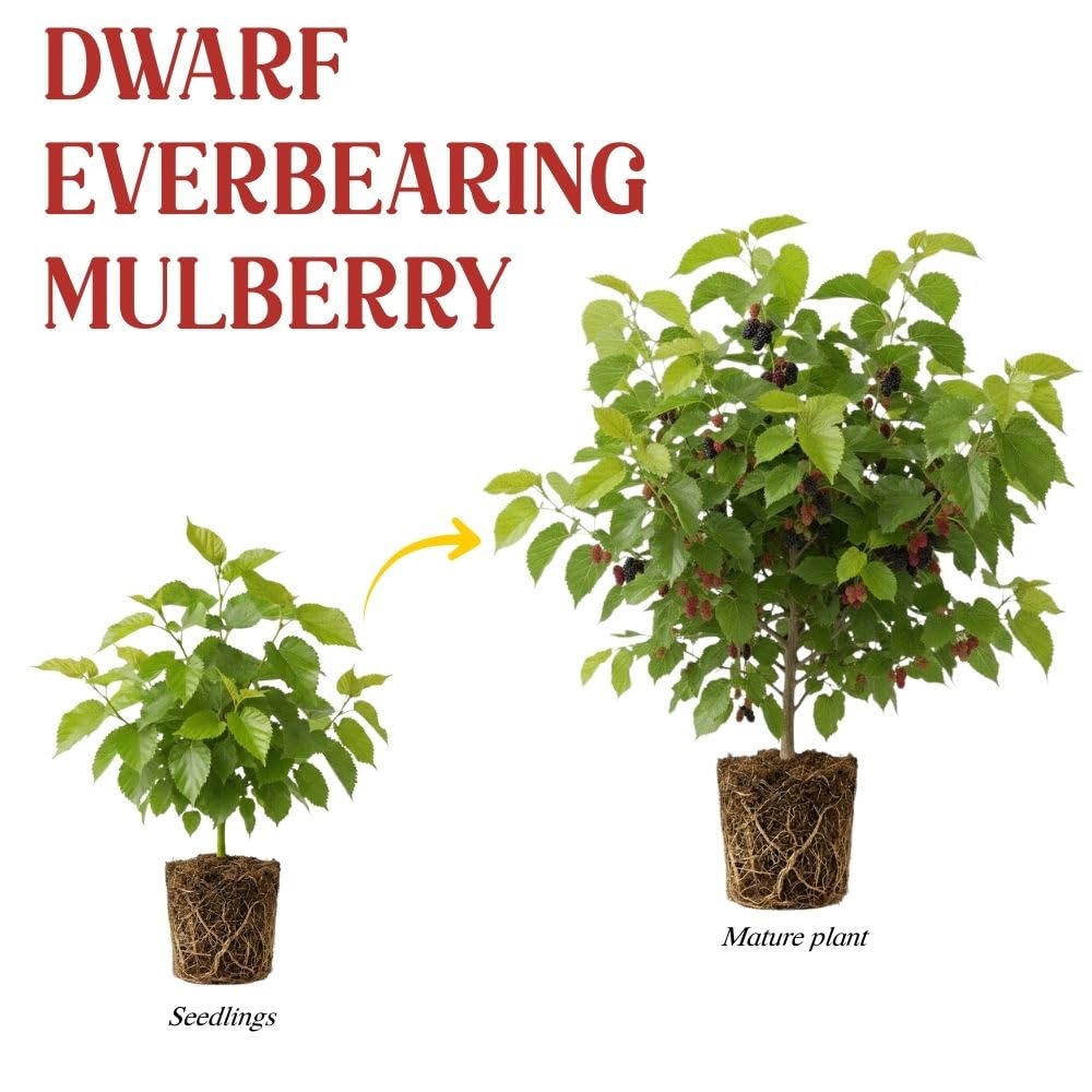 Dwarf Everbearing Mulberry Fruit Plant Live 6-8 Inches Tall, Sweet Mulberry Live Plant for Planting Outdoor Garden