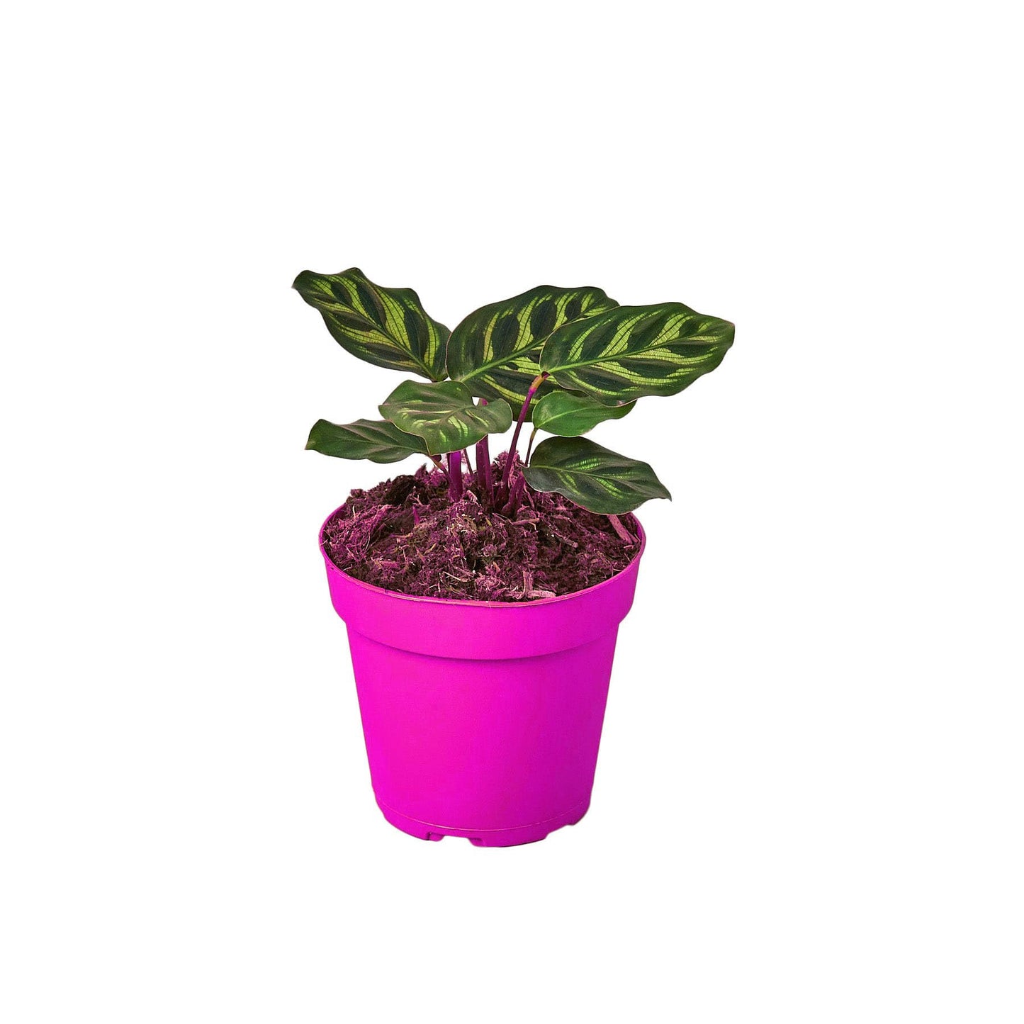 2 Pack Calathea 'Makoyana' in 6in Pot - Live Tropical Houseplant - Easy to Grow | Air Purifying | Pet Friendly | Variegated | USA Growers | The Snobby Leaf