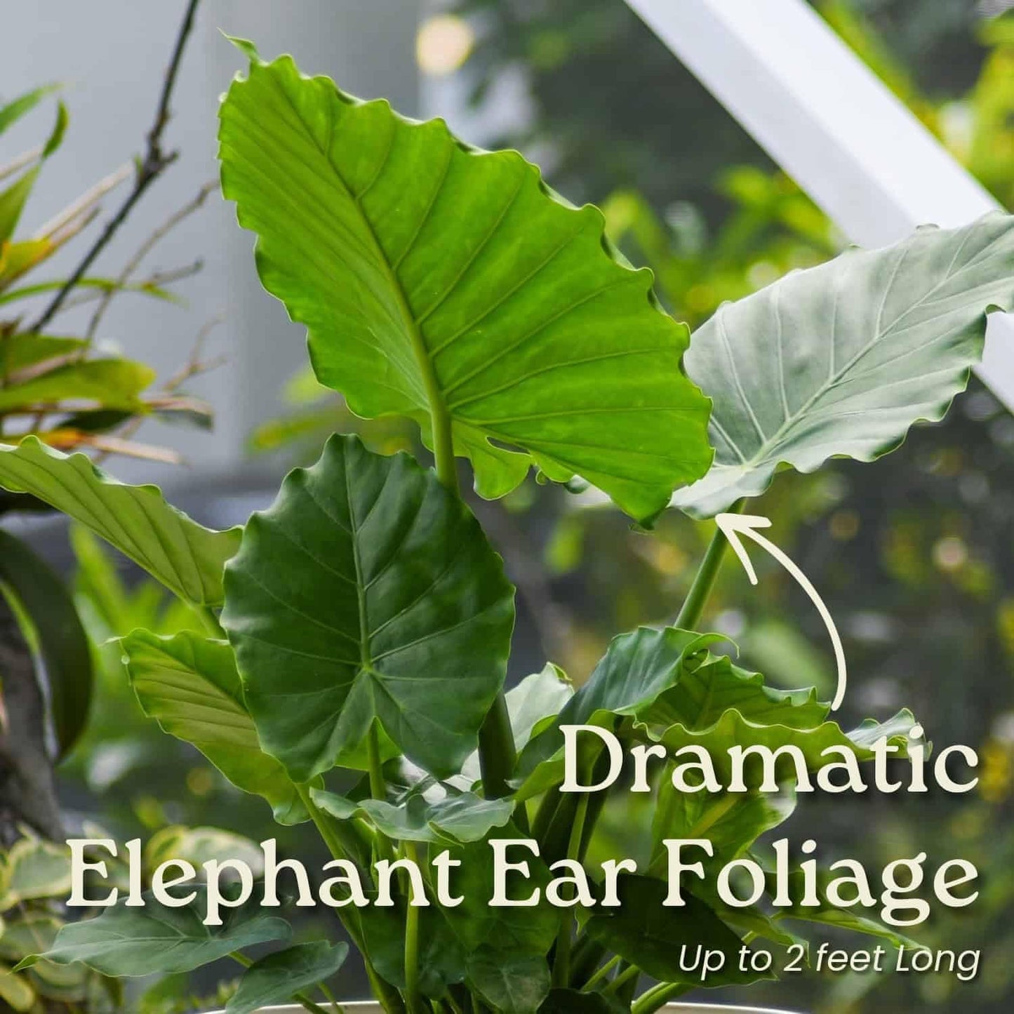 Tropical Plants of Florida Alocasia California Live Plant 3 Gallon 10 Inch Nursery Pot, 26 to 32 Inch Tall Elephant Ear Plant, Tropical Indoor Outdoor Foliage