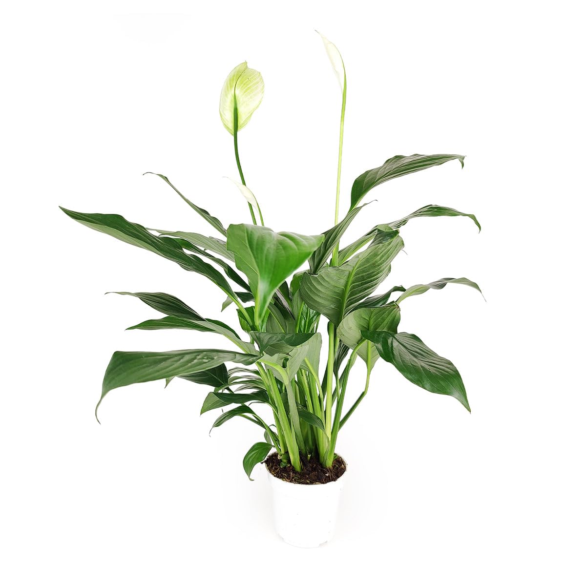 Live Indoor Flowering Houseplants, Spathiphyllum Green Peace Lily in 4" Grower Pot, Easy Care Plants