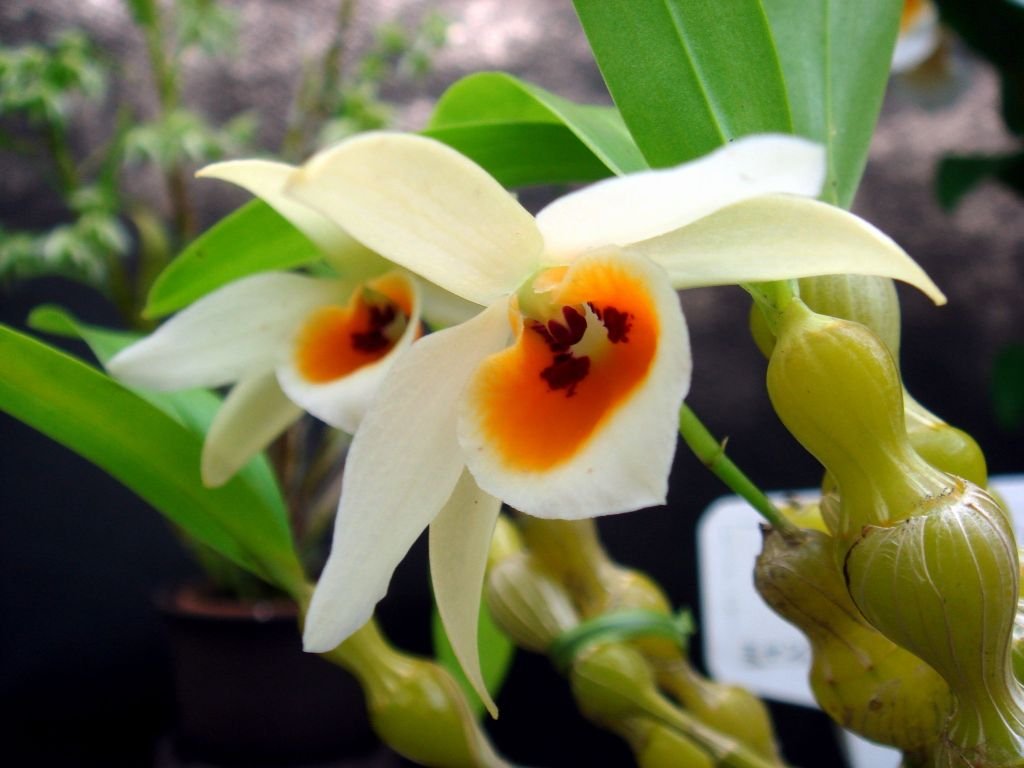 4 Live Orchid Plants to Choose (Dendrobiums)