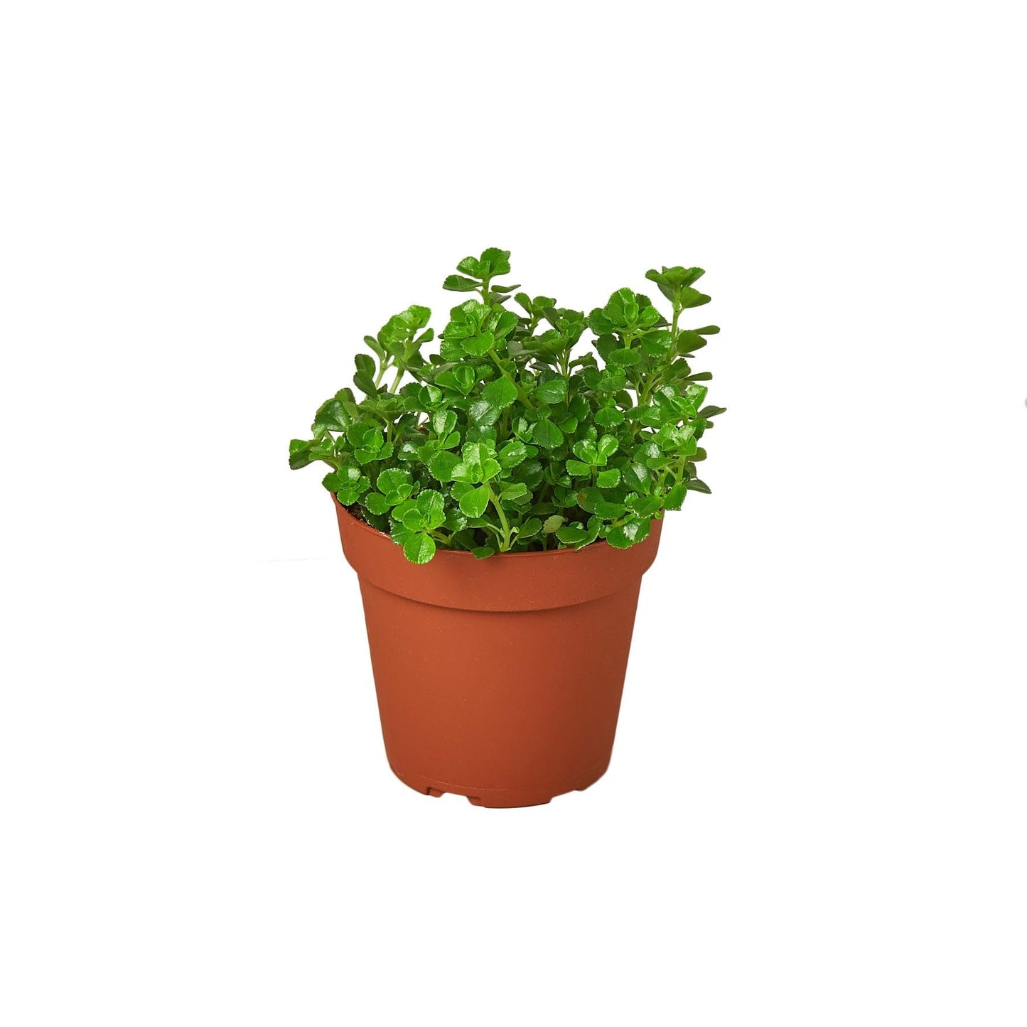 Nettle 'Baby's Tear' - in 4in Pot - Live Plants Tropical Houseplants | Variegated | USA Growers | The Snobby Leaf