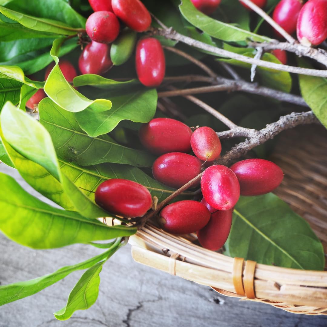 Miracle Fruit Tree Live Plant, Edible Miracle Berry Plants, 1-2 Ft Tal in 3 Gallon Pot for Indoor or Outdoor Planting, No Ship CA