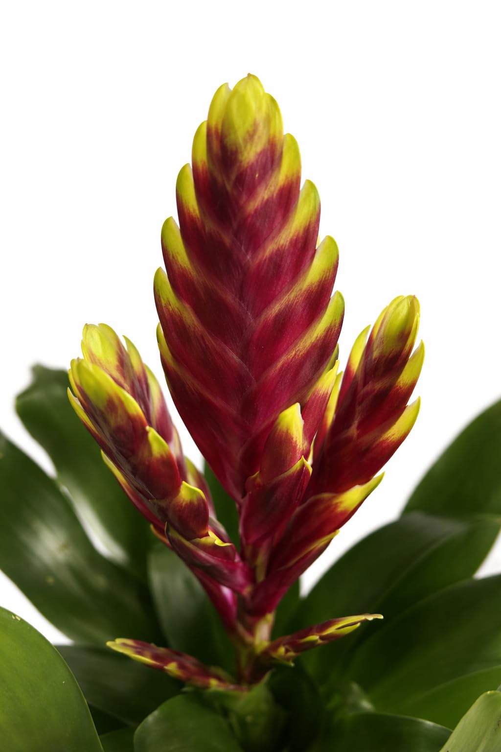 Vriesea Bromeliad Live Indoor Tropical Plant, Red and Yellow, Easy Care Houseplant, Modern Home Decor Gift