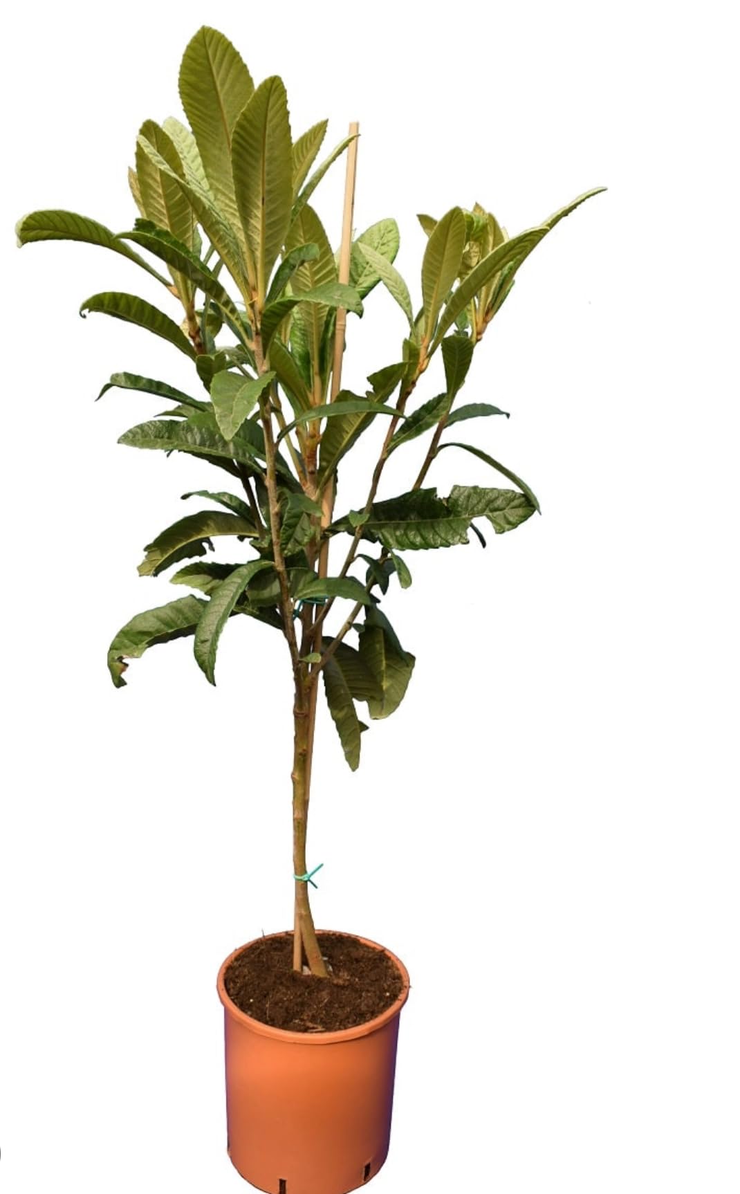 Big Loquat (Eriobotrya Japonica) Nispero Japones Live Tree(Japanese Plum) Plant (2-3ft)
